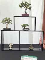 Ficus Benjamina, 2 Jades & Geranium-